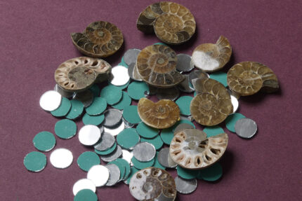 Ammonite Fossils
